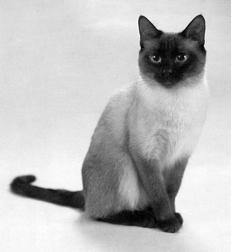 Сиамские кошки