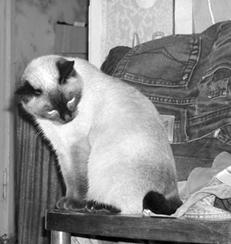 Сиамские кошки