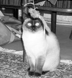 Сиамские кошки
