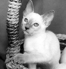 Сиамские кошки