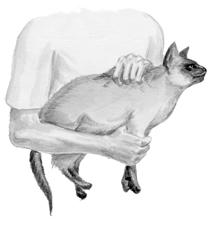 Сиамские кошки