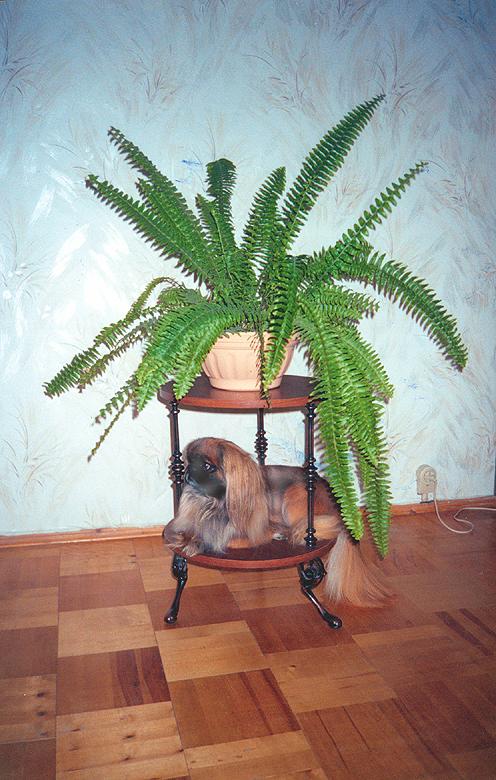 Пекинес. День за днем.