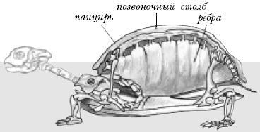 Пресноводные черепахи