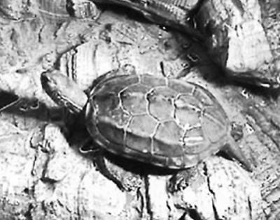 Пресноводные черепахи