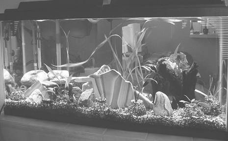Современный аквариум - техника и принадлежности