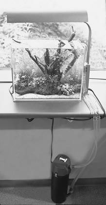 Современный аквариум - техника и принадлежности