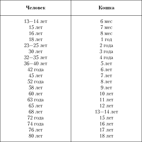 Экзотическая короткошерстная кошка