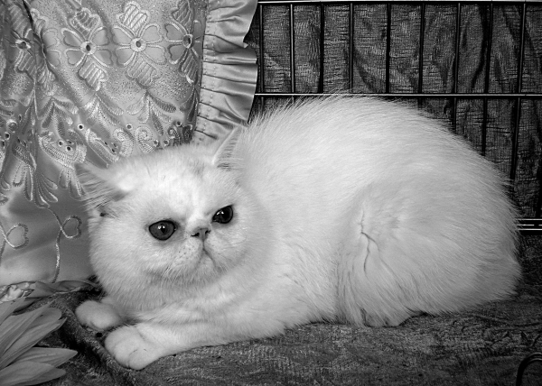 Экзотическая короткошерстная кошка