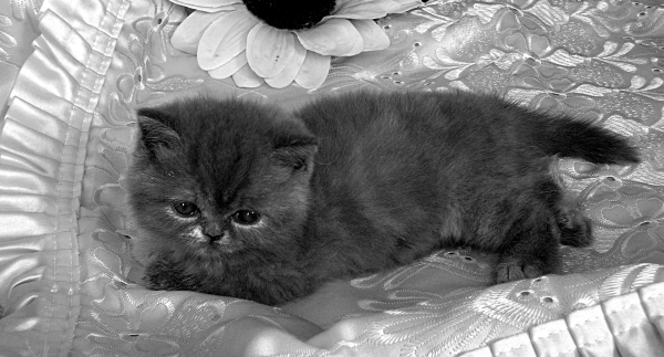 Экзотическая короткошерстная кошка