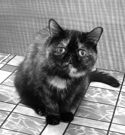 Экзотическая короткошерстная кошка