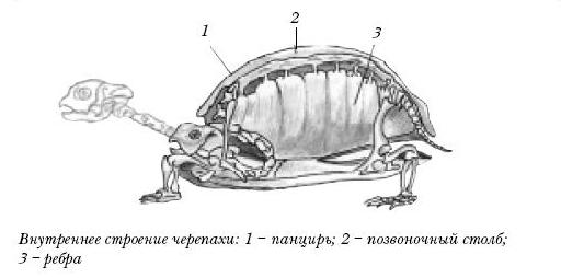 Красноухие черепахи