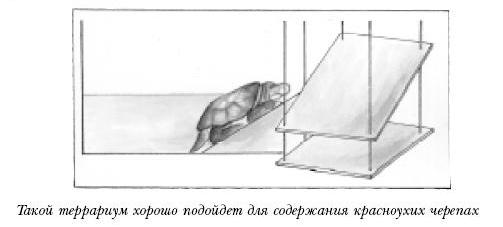 Красноухие черепахи